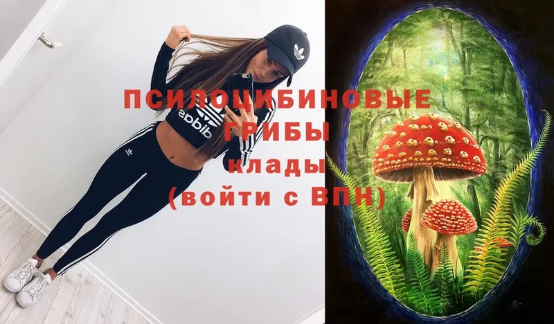 Псилоцибиновые грибы Psilocybine cubensis  сколько стоит  Нальчик 